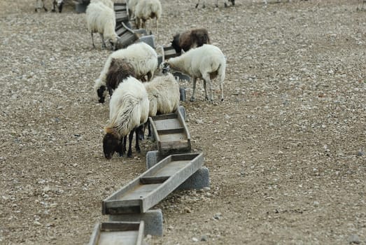 Greek sheep