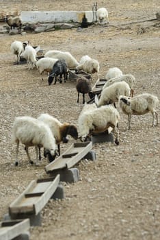 Greek sheep