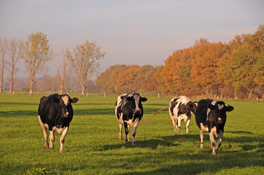 Cows in the pasture