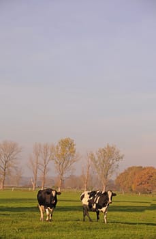 Cows
