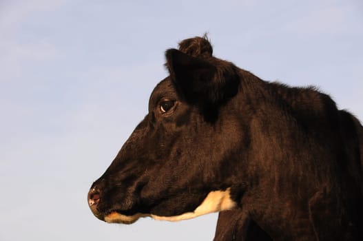 Cow portrait
