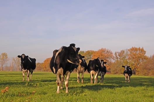 Cows in the pasture