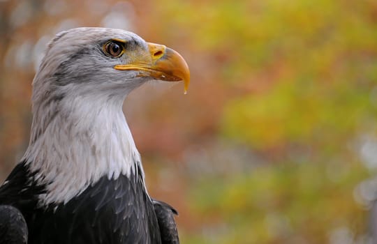 White-tailed eagle
