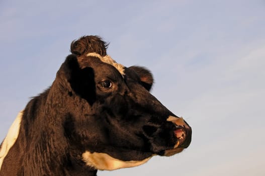 Cow Head