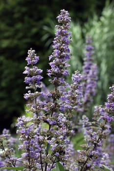 Vitex agnus-castus [monk's pepper]