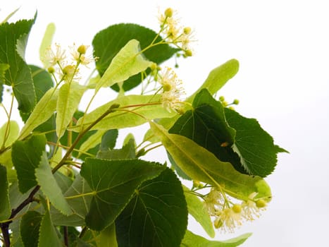 Branch and fruits of lime blossom isolated in a white background