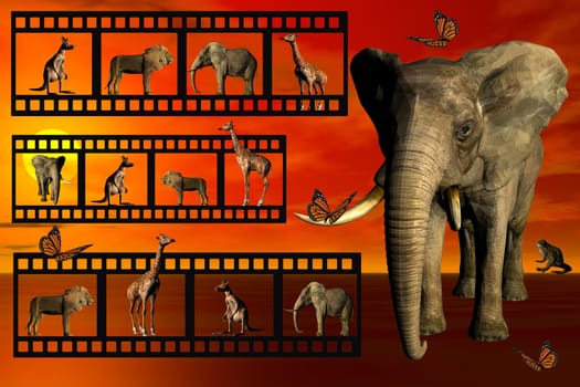 Animal film