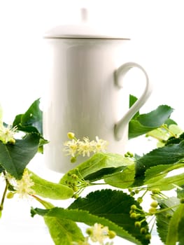 Branch and fruits of lime blossom isolated in a white background