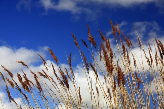 Reeds and blue sky with clouds