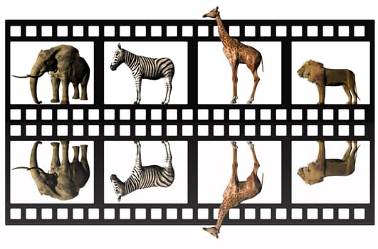 Animal film
