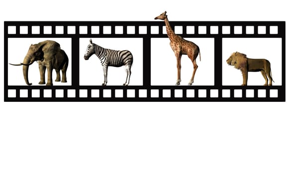 Animal film