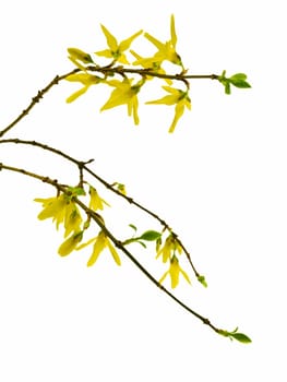 Spring forsythia branch with buds on white background