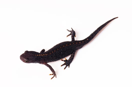 Smooth newt
