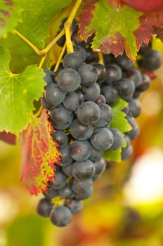 Grapes on the vine