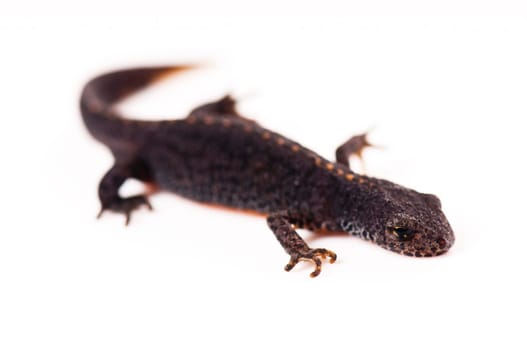 Smooth newt