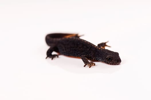 Smooth newt