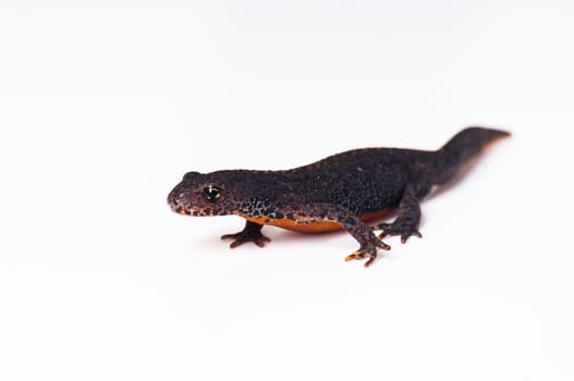 Smooth newt