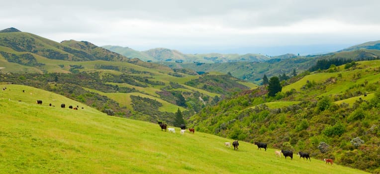 Cattle on the hills of New Zealand&#039 s South Island