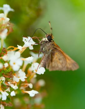 Brown skipper butterfly drinking nectar from a flower in a garden