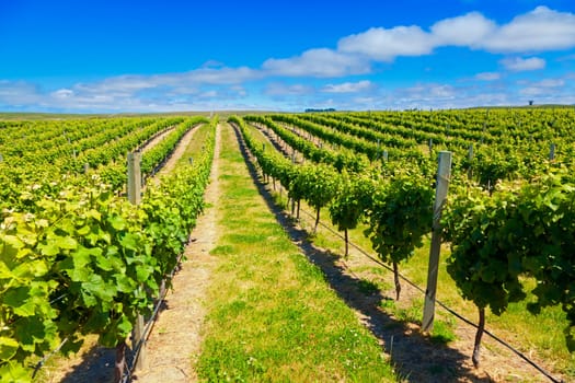 Vineyard in Marlborough wine region in the South Island of New Zealand