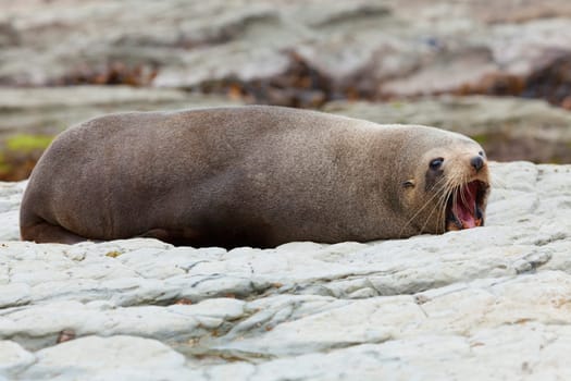 A Hookers Seal Lion resting on a rock on the New Zealand coast.