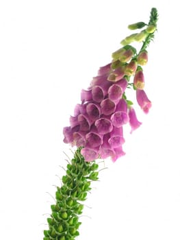purple foxglove isolated on a white background