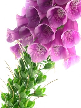 purple foxglove isolated on a white background