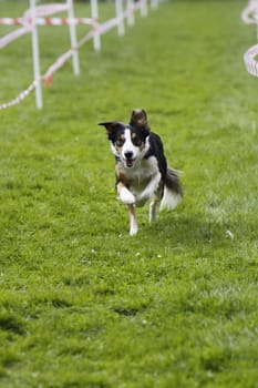 Running dog in dog sports