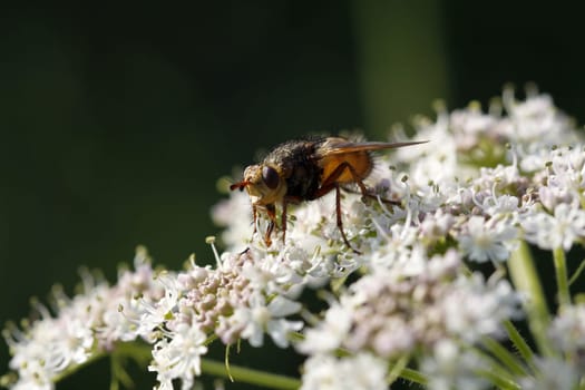 Fly on umbels