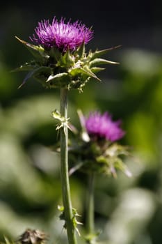 Milk thistle