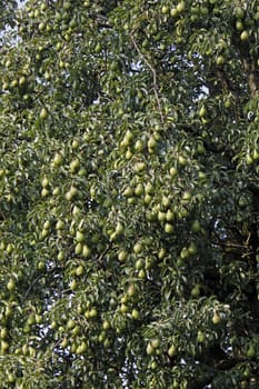 Harvest-ready pears on a pear tree