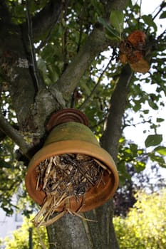 Earwig hotel in a garden