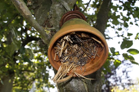 Earwig hotel in a garden