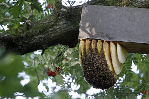 Wild bee swarm