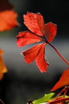 Autumnal vine leaves in the backlight