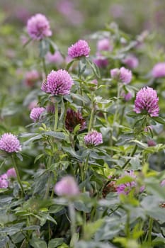 Red clover