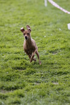 Running dog in dog sports