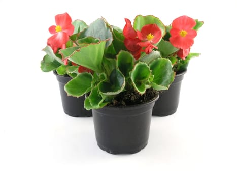 flower of a begonia isolated on a white background
