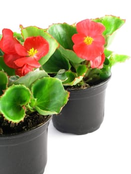 flower of a begonia isolated on a white background