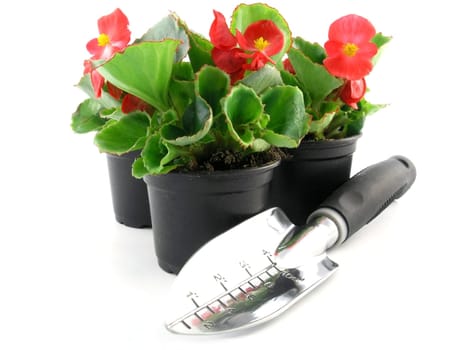 flower of a begonia isolated on a white background
