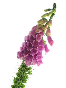 purple foxglove isolated on a white background