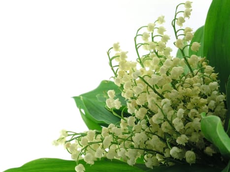 Lilies of the valley isolated on white background