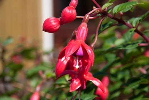 fuchsia flower in tintagel in cornwall