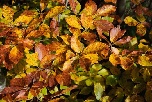 branch with yellow leaves in autumn