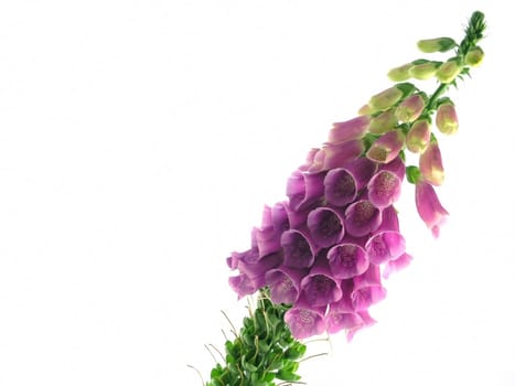 purple foxglove isolated on a white background