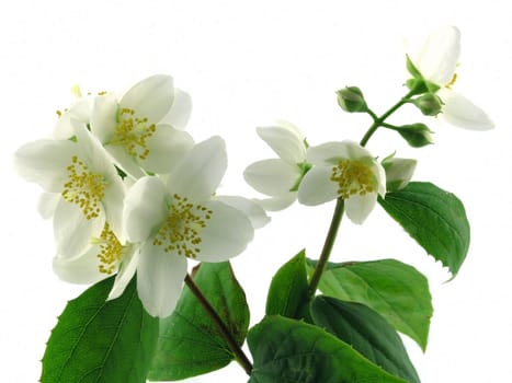 Jasmine