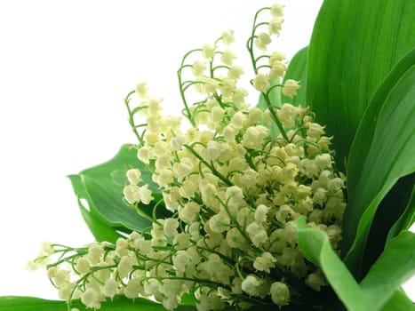 Lilies of the valley isolated on white background