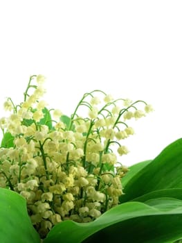 Lilies of the valley isolated on white background