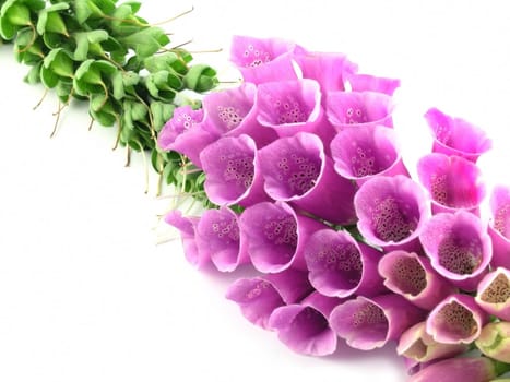 purple foxglove isolated on a white background