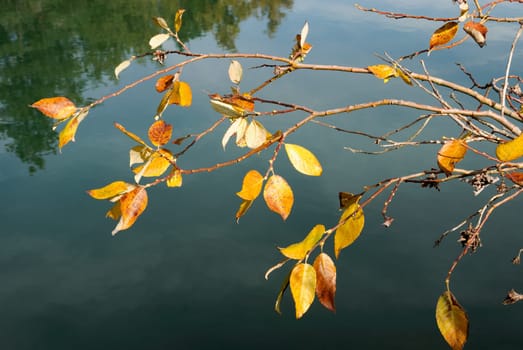 branch with yellow leaves in autumn